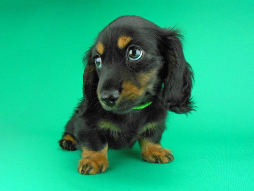 カニンヘンダックスフンド コトhp & ブルースの子犬 ブラックタン 男の子