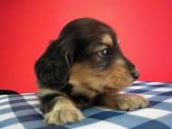 カニヘン　子犬　ブラクリ　神奈川県・Ｙ様