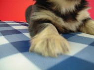 カニヘン 子犬 ブラクリ 神奈川県・Y様 カニヘン 子犬 ブラクリ 神奈川県・Y様