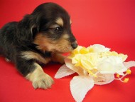 カニヘン　子犬　ブラクリ　神奈川県・Ｙ様