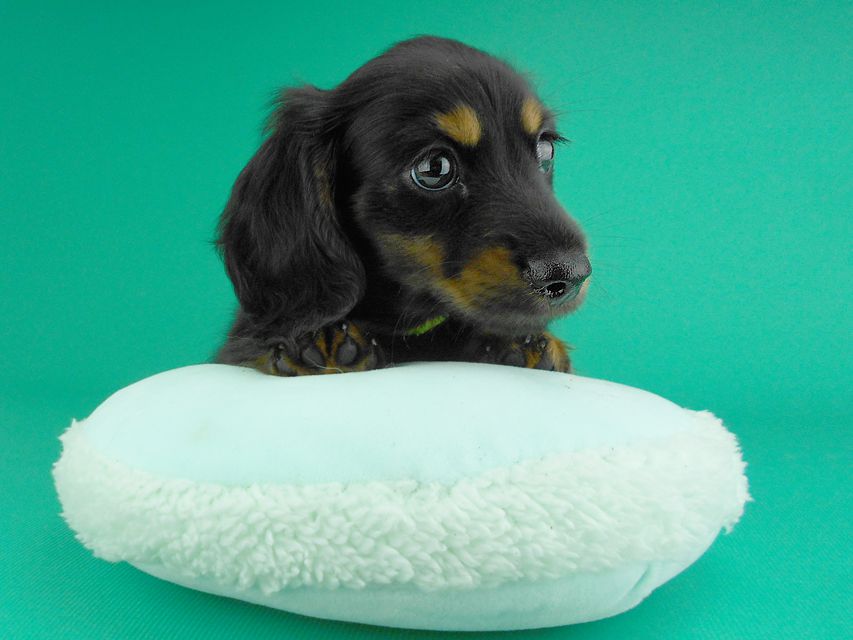 カニンヘンダックスフンド コトhp & ブルースの子犬 ブラックタン 男の子