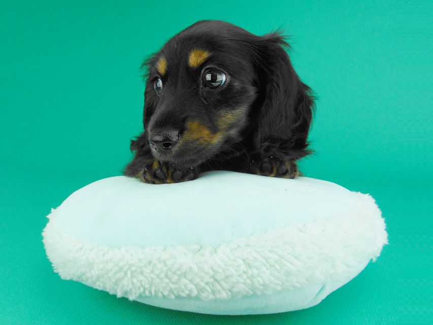 カニンヘンダックスフンド コトhp & ブルースの子犬 ブラックタン 男の子