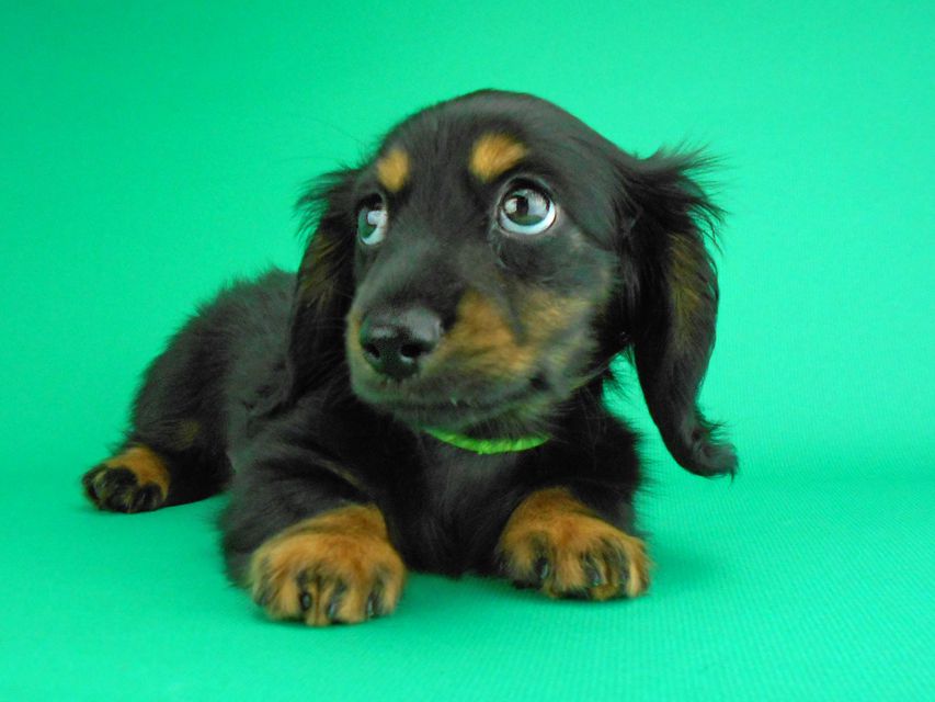 カニンヘンダックスフンド コトhp & ブルースの子犬 ブラックタン 男の子