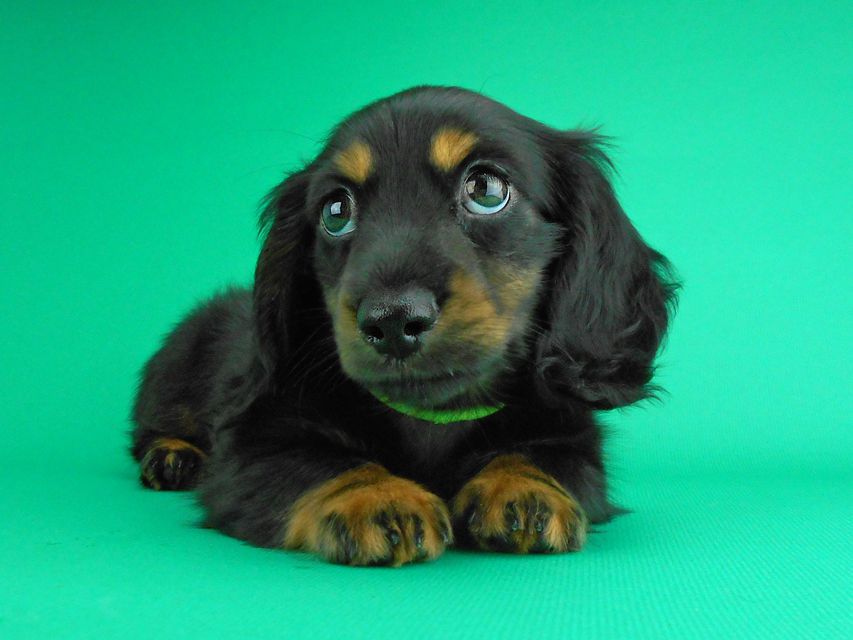 カニンヘンダックスフンド コトhp & ブルースの子犬 ブラックタン 男の子