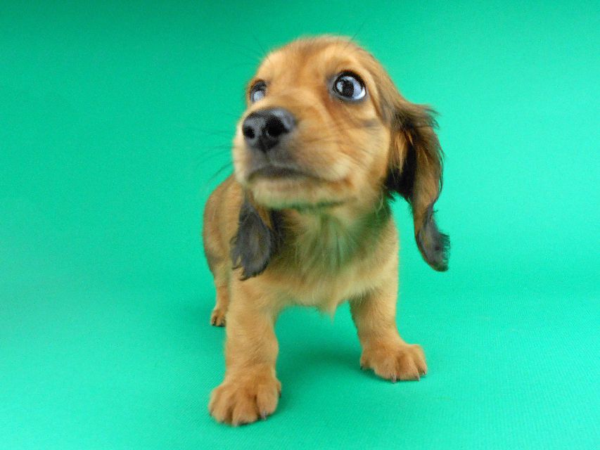 カニンヘンダックスフンド ひな2 & 竹千代の子犬 レッド 男の子