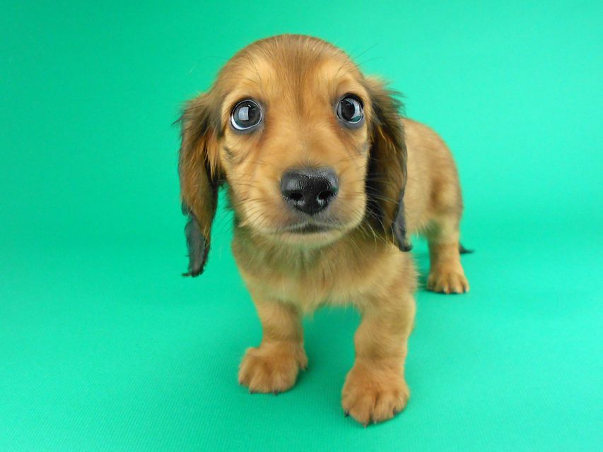 カニンヘンダックスフンド ひな2 & 竹千代の子犬 レッド 男の子