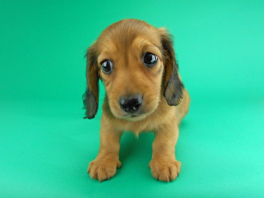 カニンヘンダックスフンド ひな2 & 竹千代の子犬 レッド 男の子