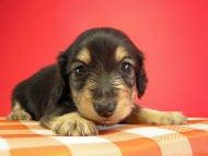 カニヘン　子犬　ブラクリ