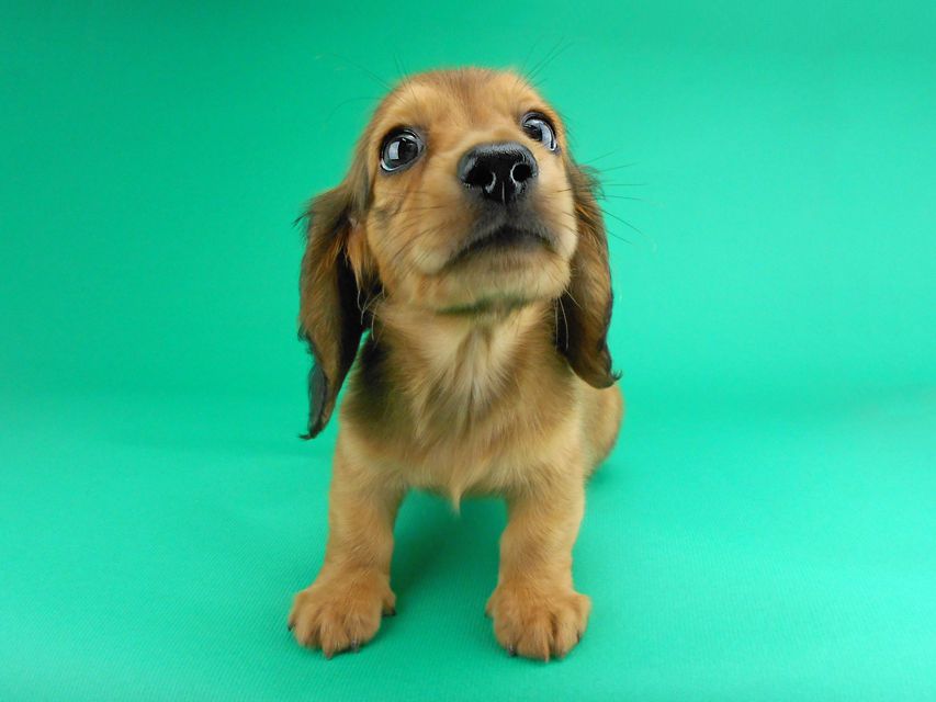 カニンヘンダックスフンド ひな2 & 竹千代の子犬 レッド 男の子