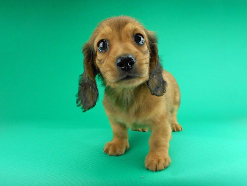 カニンヘンダックスフンド ひな2 & 竹千代の子犬 レッド 男の子