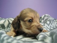 カニヘン　子犬　シェーデットクリーム男の子