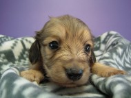 カニヘン　子犬　シェーデットクリーム男の子