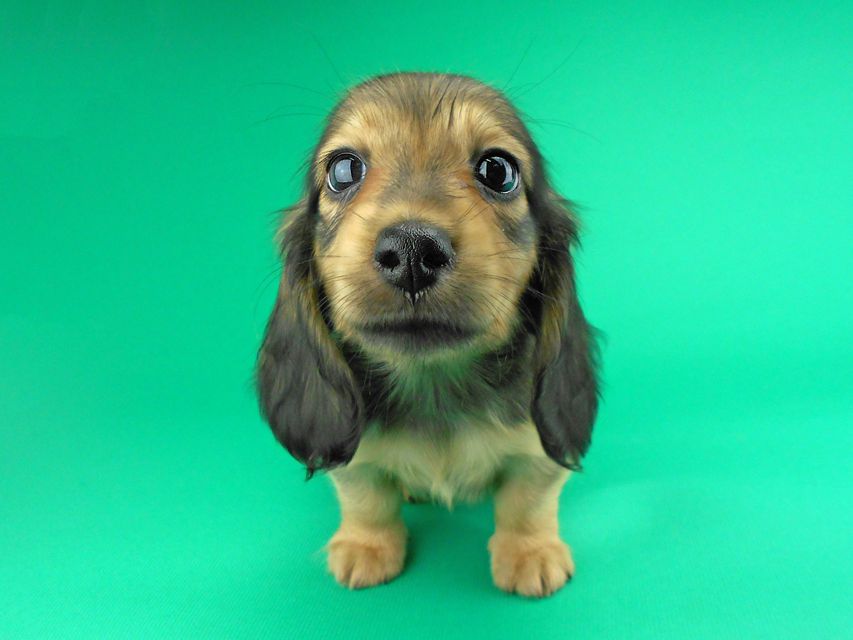 カニンヘンダックスフンド ひな2 & 竹千代の子犬 イエロー（クリーム） 女の子（1）