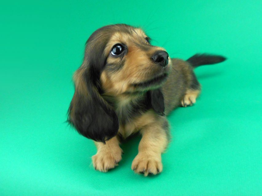 カニンヘンダックスフンド ひな2 & 竹千代の子犬 イエロー（クリーム） 女の子（1）