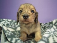 カニヘン　子犬　シェーデットクリーム男の子