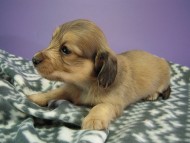 カニヘン　子犬　シェーデットクリーム男の子