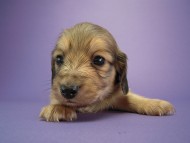 カニヘン　子犬　シェーデットクリーム男の子