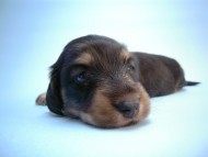 カニンヘン 子犬 ブラッククリーム 男の子