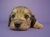 カニヘン　子犬　シェーデットクリーム男の子