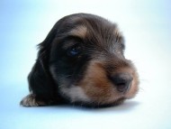 カニンヘン 子犬 ブラッククリーム 男の子