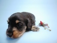 カニンヘン 子犬 ブラッククリーム 男の子