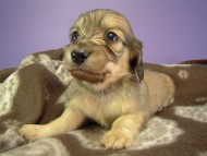 カニヘン 子犬 シェーデットクリーム男の子 カニヘン 子犬 シェーデットクリーム男の子