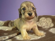 カニヘン 子犬 シェーデットクリーム男の子 カニヘン 子犬 シェーデットクリーム男の子