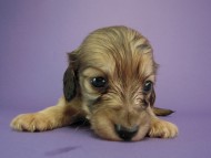 カニヘン 子犬 シェーデットクリーム男の子 カニヘン 子犬 シェーデットクリーム男の子