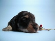 カニンヘン 子犬 ブラッククリーム 男の子