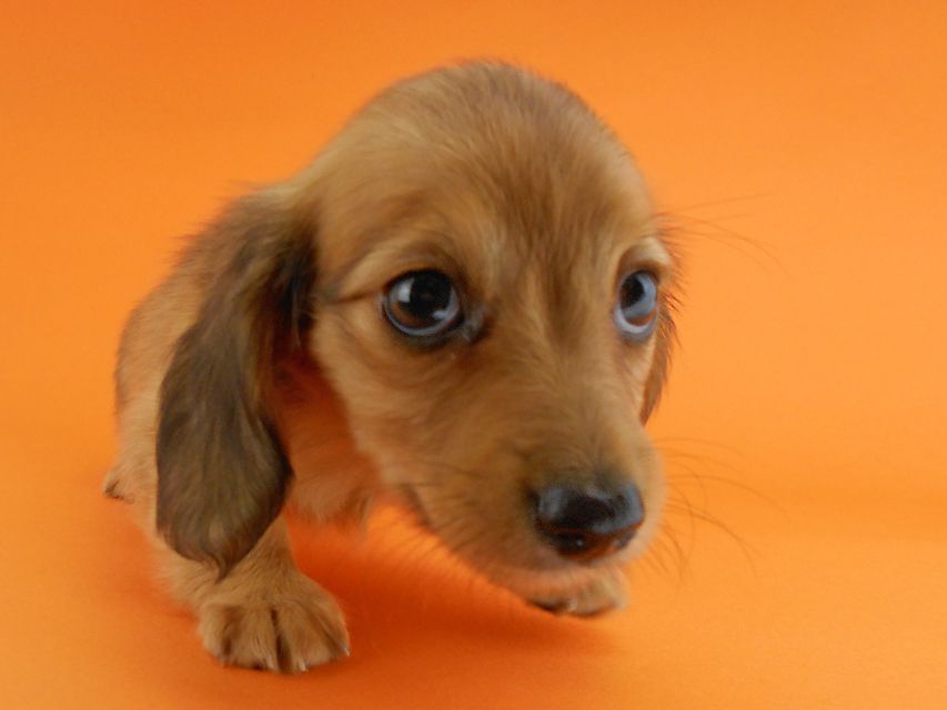 カニンヘンダックスフンド シャーロットcs & ジムダンディの子犬 レッド 女の子DSCN3479 カニンヘンダックスフンド シャーロットcs & ジムダンディの子犬 レッド 女の子