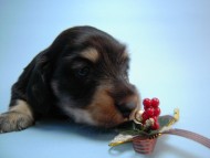 カニンヘン 子犬 ブラッククリーム 男の子