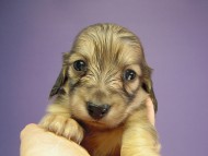 カニヘン　子犬　シェーデットクリーム男の子