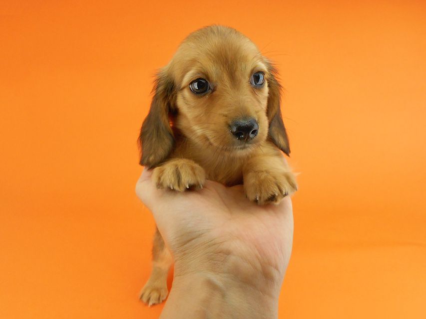 カニンヘンダックスフンド シャーロットcs & ジムダンディの子犬 レッド 女の子DSCN3487 カニンヘンダックスフンド シャーロットcs & ジムダンディの子犬 レッド 女の子