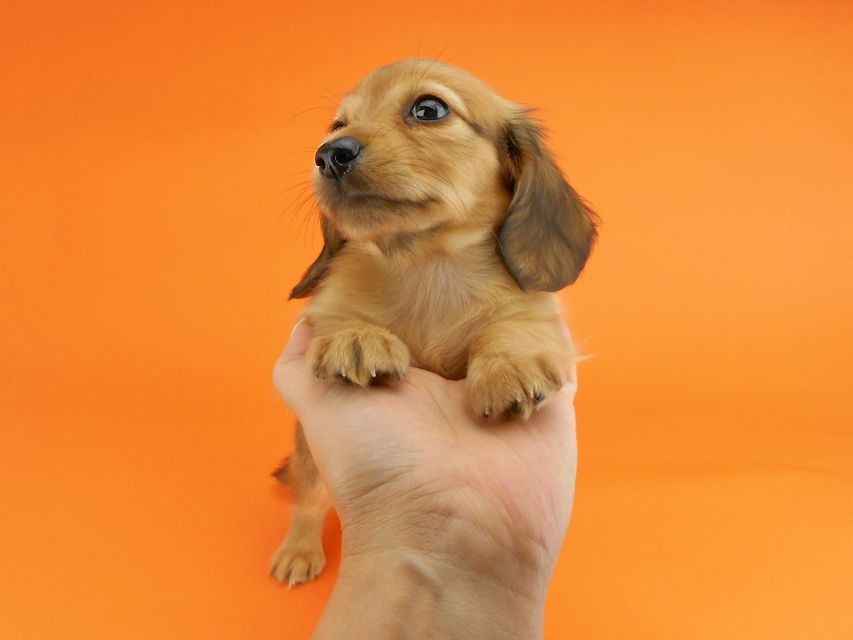 カニンヘンダックスフンド シャーロットcs & ジムダンディの子犬 レッド 女の子DSCN3488 カニンヘンダックスフンド シャーロットcs & ジムダンディの子犬 レッド 女の子