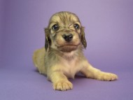 カニヘン 子犬 シェーデットクリーム男の子 カニヘン 子犬 シェーデットクリーム男の子