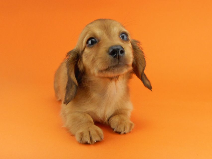 カニンヘンダックスフンド シャーロットcs & ジムダンディの子犬 レッド 女の子DSCN3490 カニンヘンダックスフンド シャーロットcs & ジムダンディの子犬 レッド 女の子