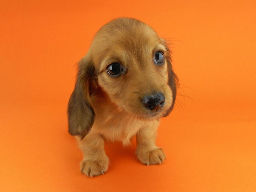 カニンヘンダックスフンド シャーロットcs & ジムダンディの子犬 レッド 女の子DSCN3491 カニンヘンダックスフンド シャーロットcs & ジムダンディの子犬 レッド 女の子