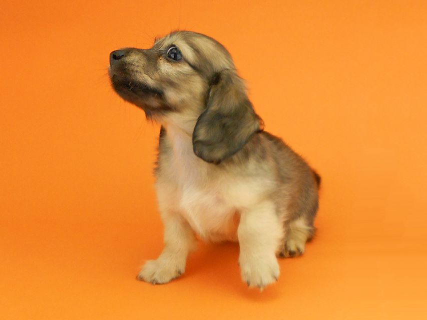 カニンヘンダックスフンド シャーロットcs & ジムダンディの子犬 イエロー（クリーム） 女の子