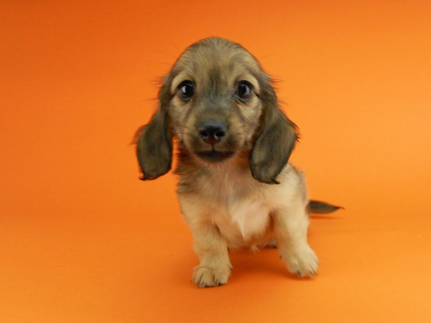 カニンヘンダックスフンド シャーロットcs & ジムダンディの子犬 イエロー（クリーム） 女の子