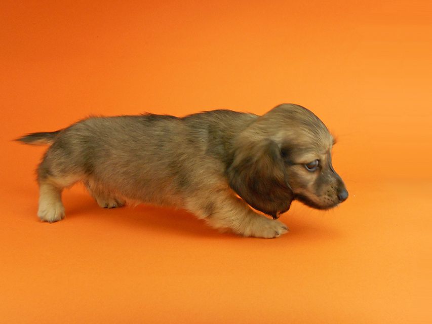 カニンヘンダックスフンド シャーロットcs & ジムダンディの子犬 イエロー（クリーム） 女の子