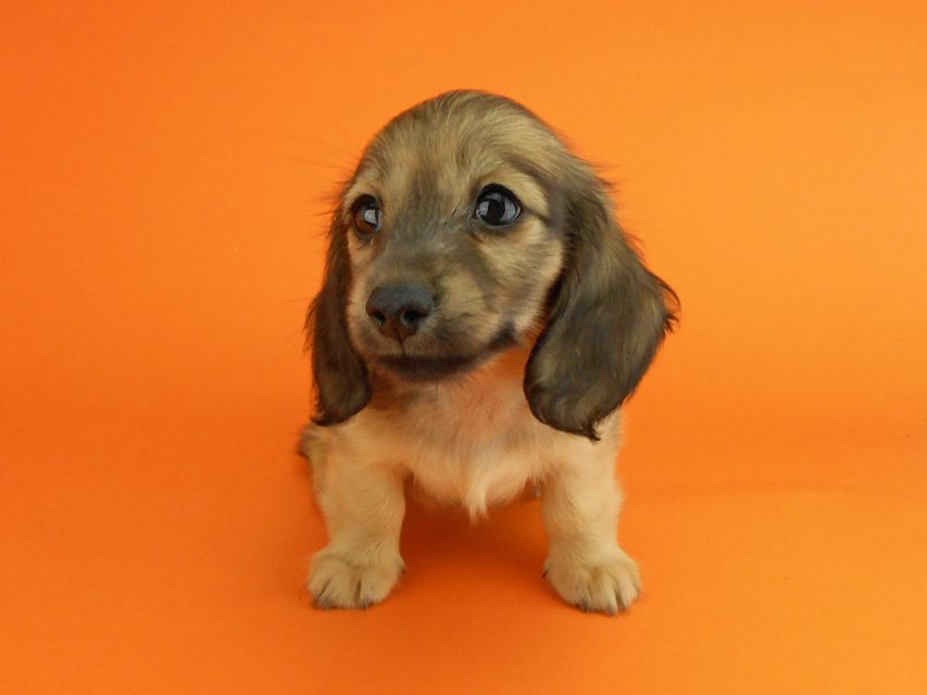 カニンヘンダックスフンド シャーロットcs & ジムダンディの子犬 イエロー（クリーム） 女の子