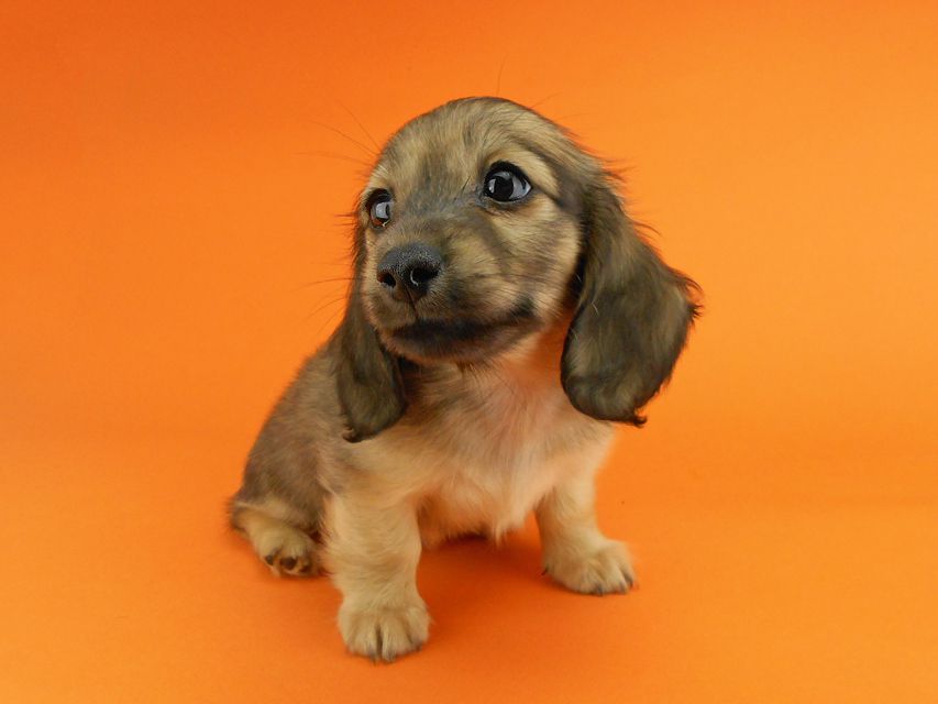 カニンヘンダックスフンド シャーロットcs & ジムダンディの子犬 イエロー（クリーム） 女の子