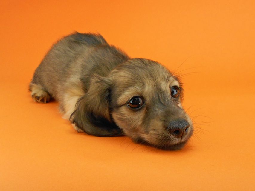 カニンヘンダックスフンド シャーロットcs & ジムダンディの子犬 イエロー（クリーム） 女の子