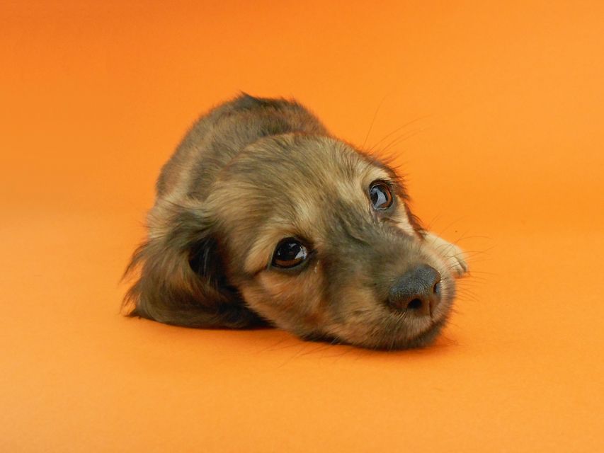 カニンヘンダックスフンド シャーロットcs & ジムダンディの子犬 イエロー（クリーム） 女の子