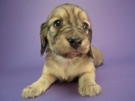 カニヘン 子犬 シェーデットクリーム女の子 カニヘン 子犬 シェーデットクリーム女の子