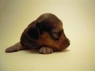 カニンヘン 子犬 ブラック＆クリーム 男の子 エドの赤ちゃん 11/14生まれ