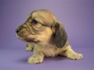 カニヘン　子犬　シェーデットクリーム女の子