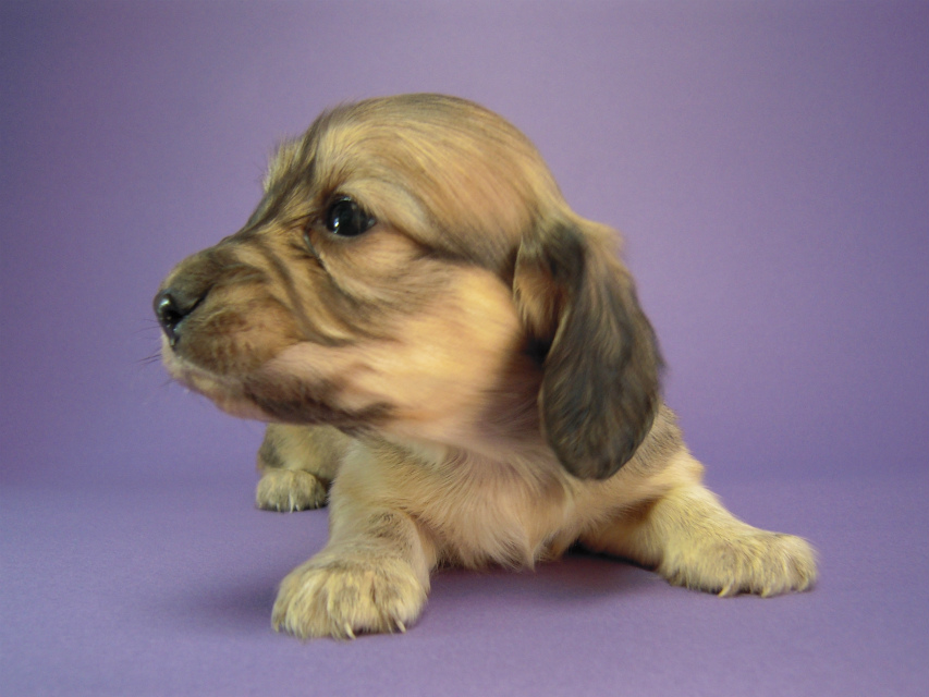 カニヘン 子犬 シェーデットクリーム女の子 カニヘン 子犬 シェーデットクリーム女の子