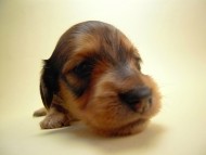 カニンヘン 子犬 ブラック＆クリーム 男の子 エドの赤ちゃん 11/14生まれ