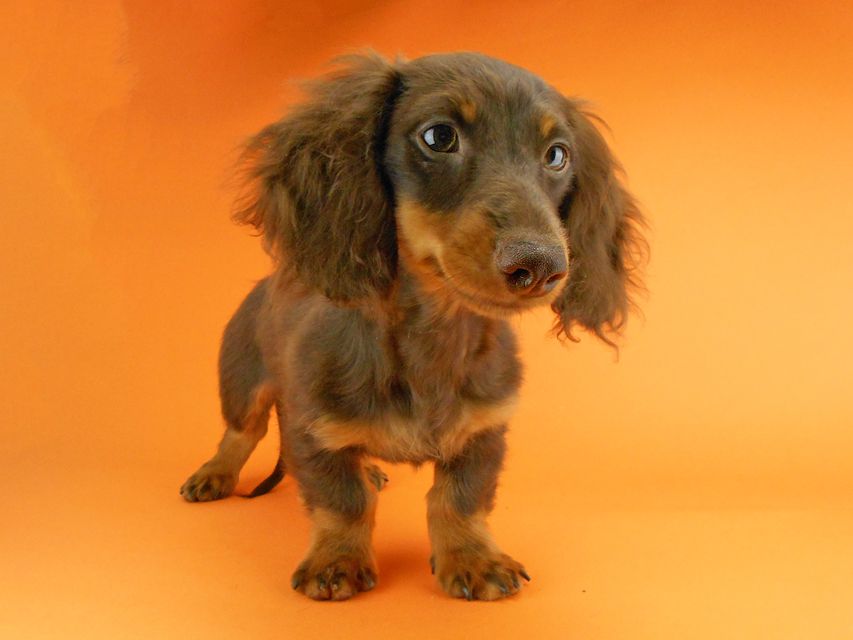 カニンヘンダックスフンド ベベ & ジャックの子犬 チョコタン 男の子（1）